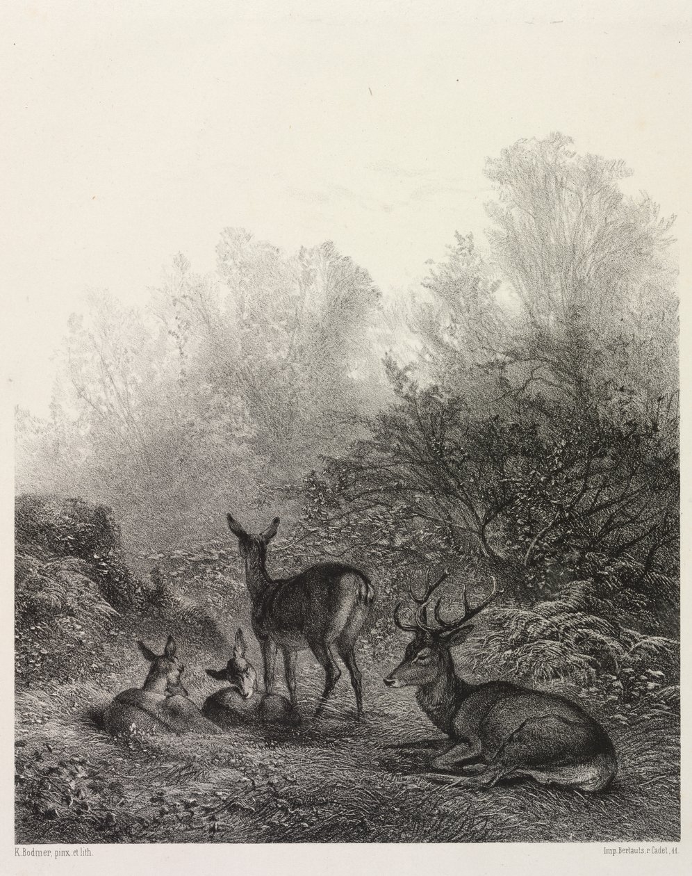 Hirsch in Ruhe von Karl Bodmer