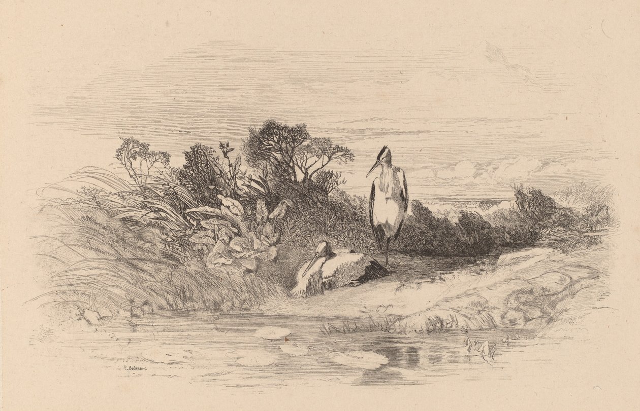 Reiher von Karl Bodmer