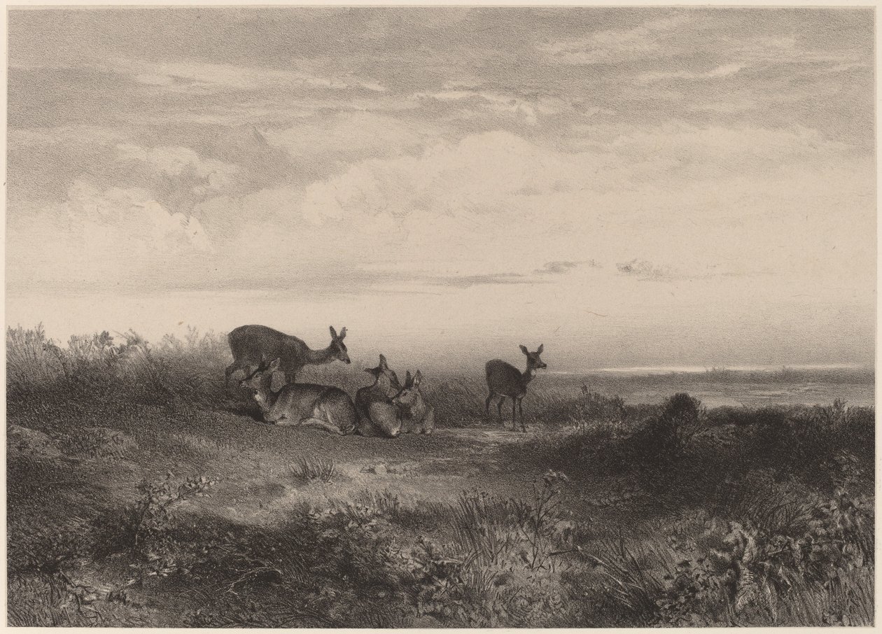 Les biches. von Karl Bodmer