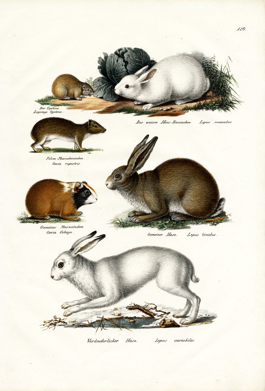 Ogotona-Hase, 1824 von Karl Joseph Brodtmann