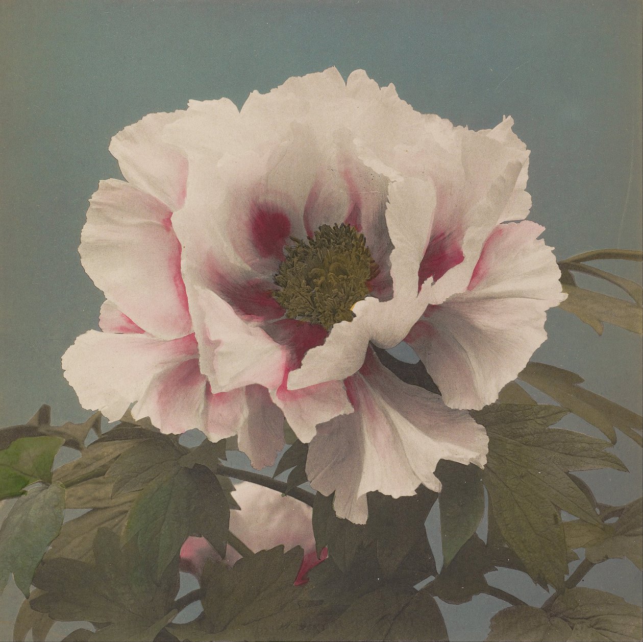 Baumpfingstrose von Kazumasa Ogawa