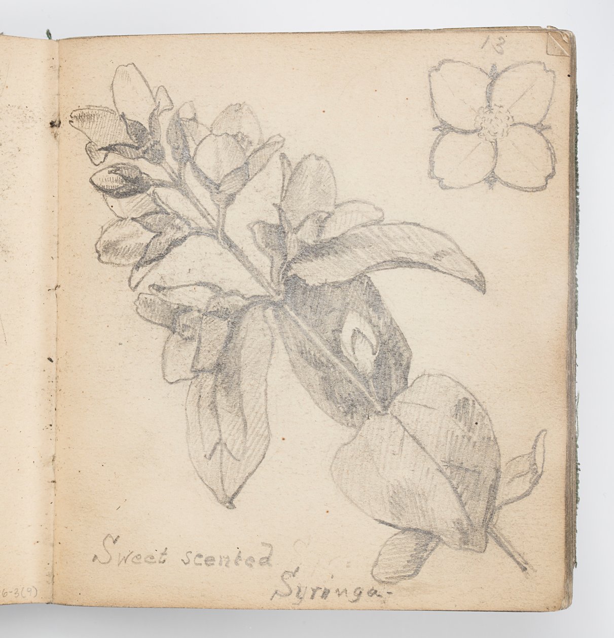 Skizzenbuchseite: Wohlriechender Syringa von Kenyon Cox
