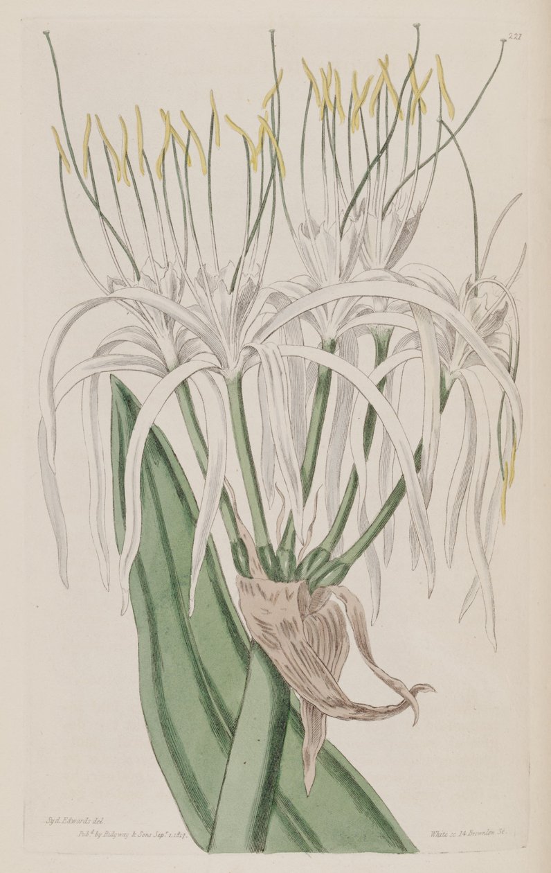 Hymenocallis caribaea von Ker Gawler