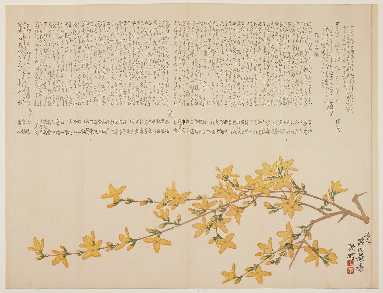 Japanische Gelbe Rose oder Yamabuki, ca. 1818-29 von Kid Kageyasu