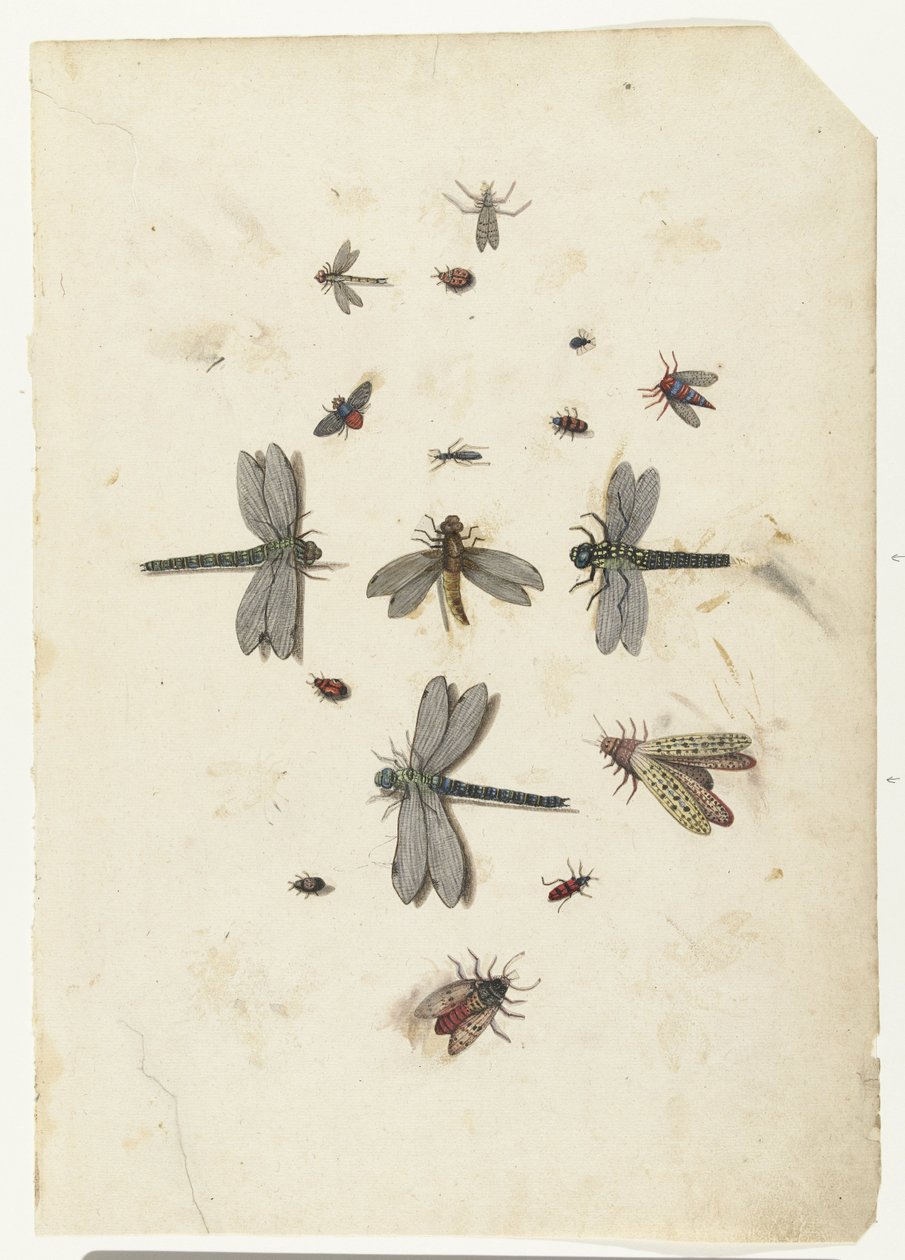 Libellen und fliegende Insekten von Lambert Lombard