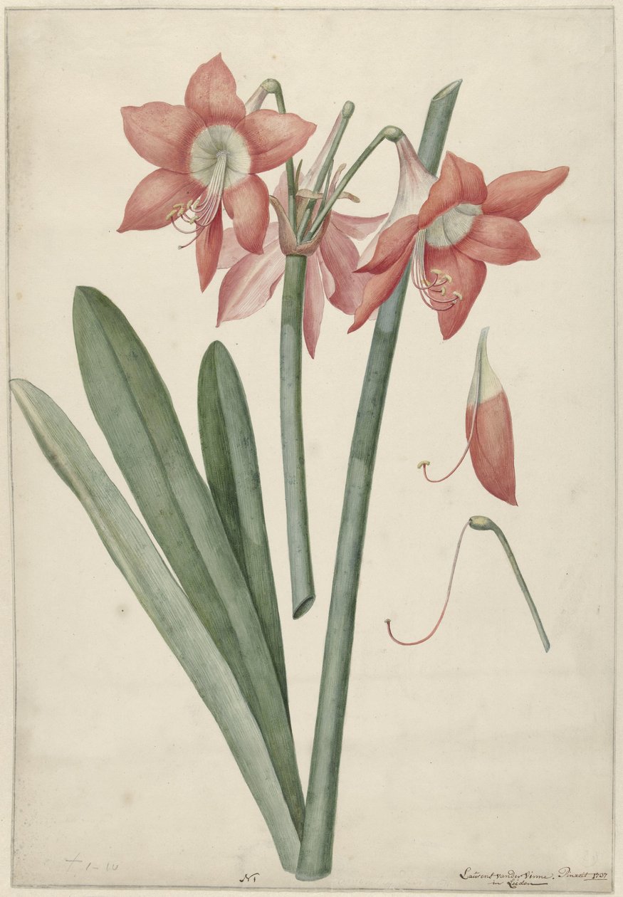 Amaryllis Haworthia Margaritiferas von Laurens Jacobsz. van der Vinne
