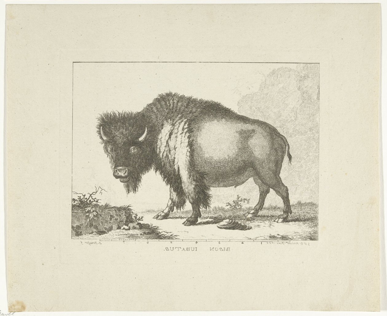 Bison von Leendert Brasser