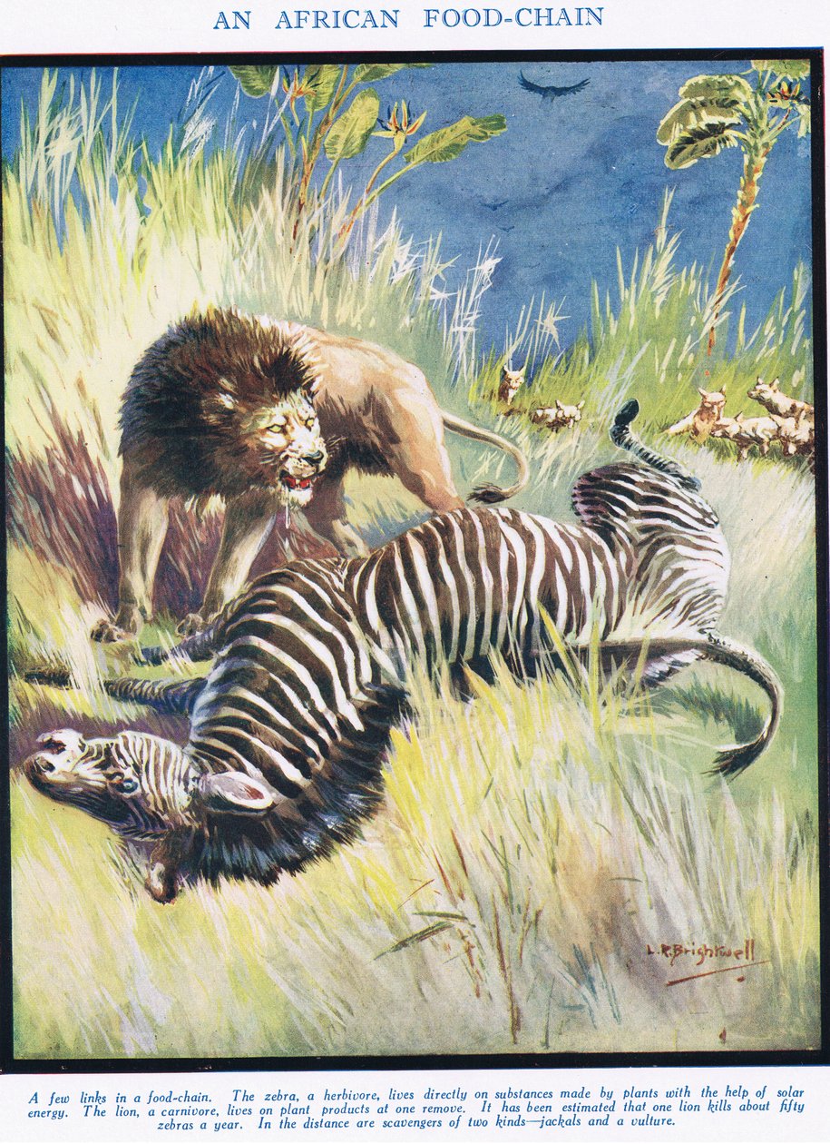 Eine afrikanische Nahrungskette, Illustration aus 
