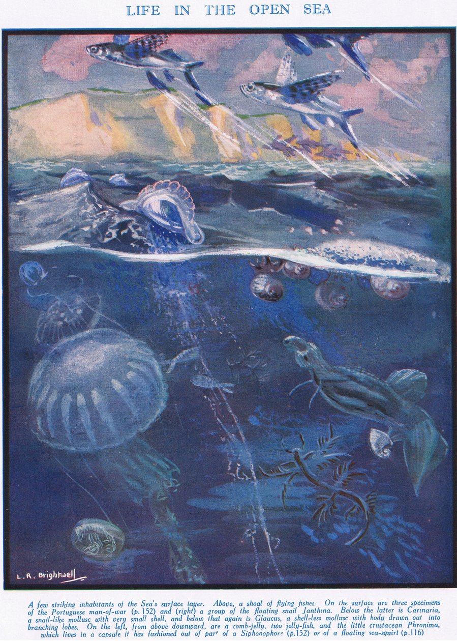 Leben im offenen Meer, Illustration aus 