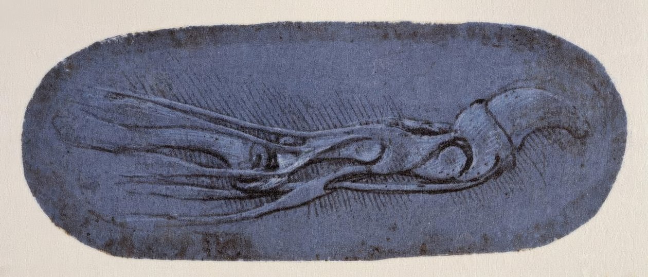 Anatomiestudie von Leonardo da Vinci