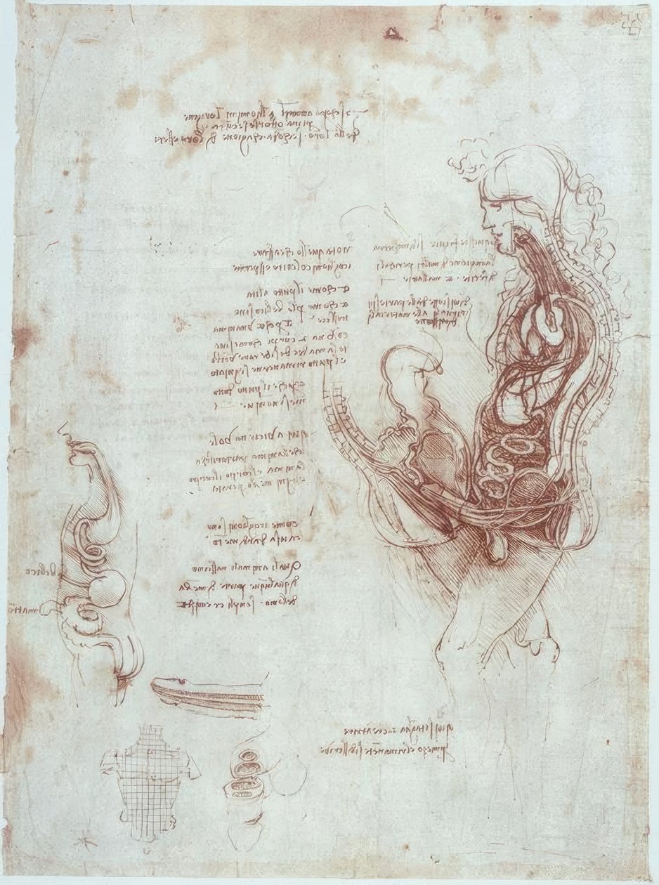 Anatomiestudien: Koitusposition im Längsschnitt von Leonardo da Vinci