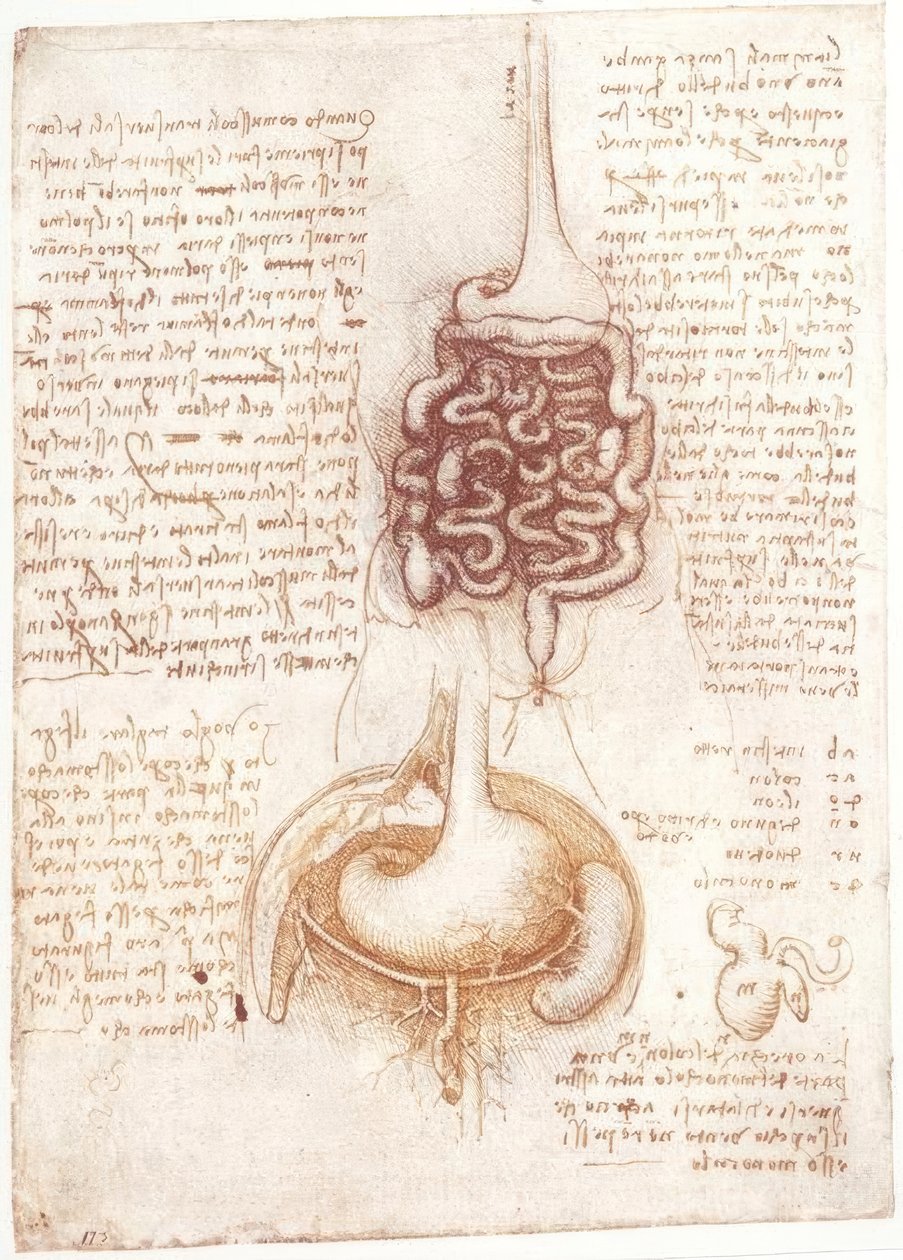 Anatomiestudien: Verdauungsapparat von Leonardo da Vinci