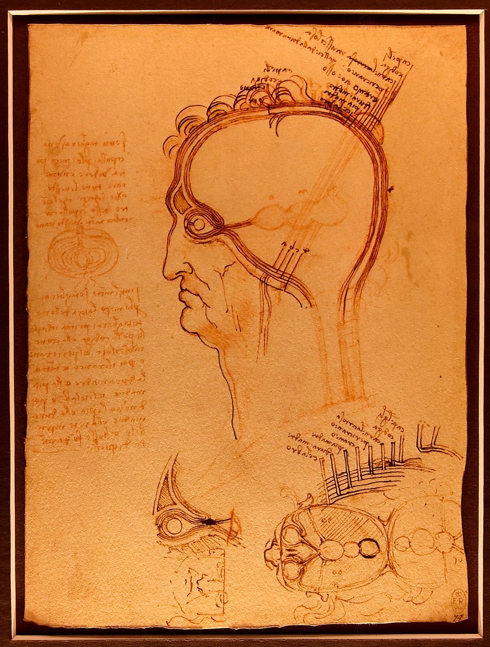 Studie eines Schädels Luc Viatour von Leonardo da Vinci