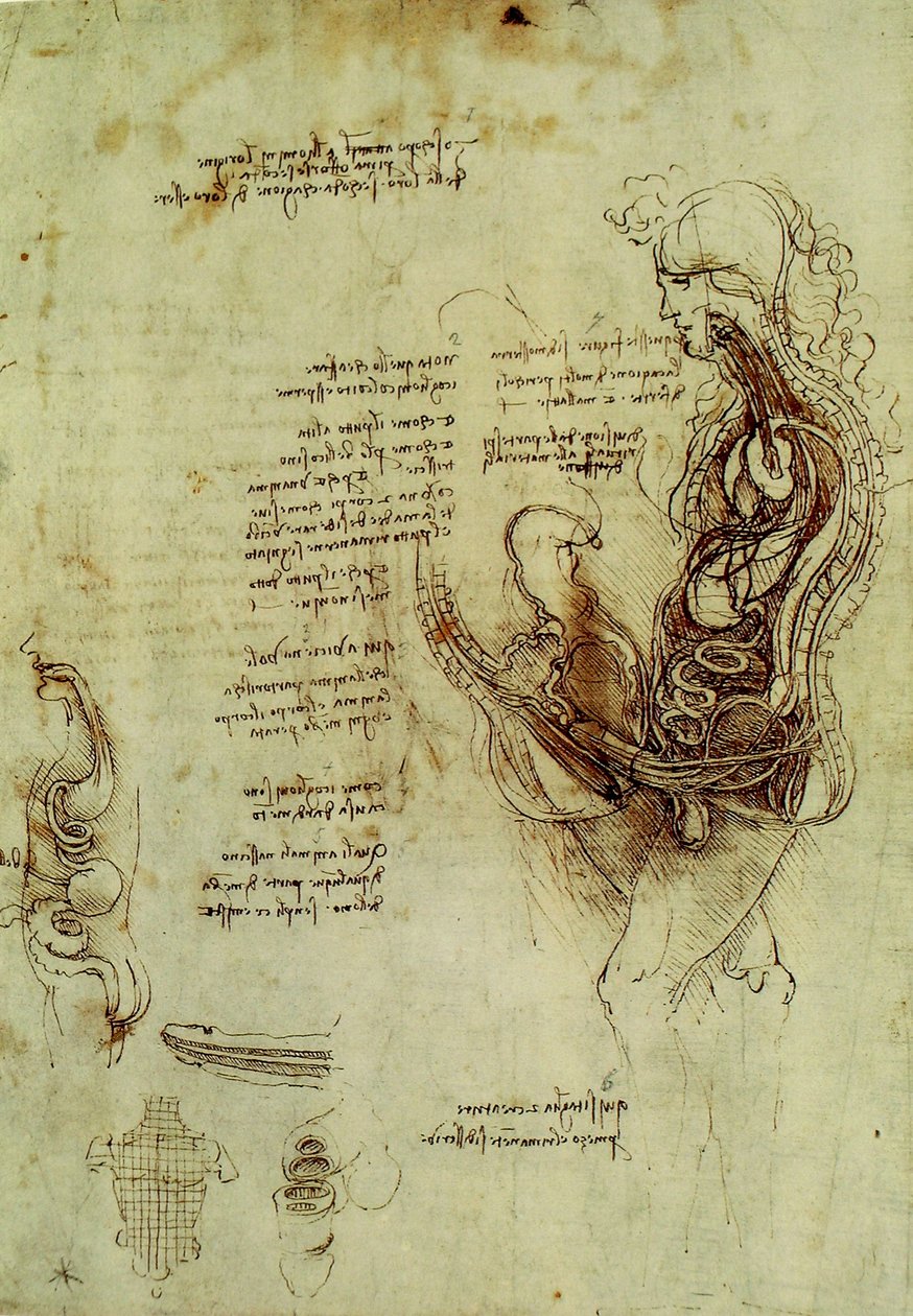 Männergenitalien von Leonardo da Vinci