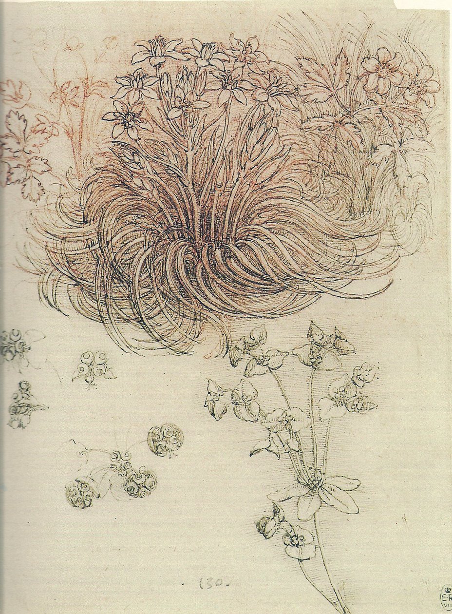 Ornithogalum (Stern von Bethlehem) von Leonardo da Vinci