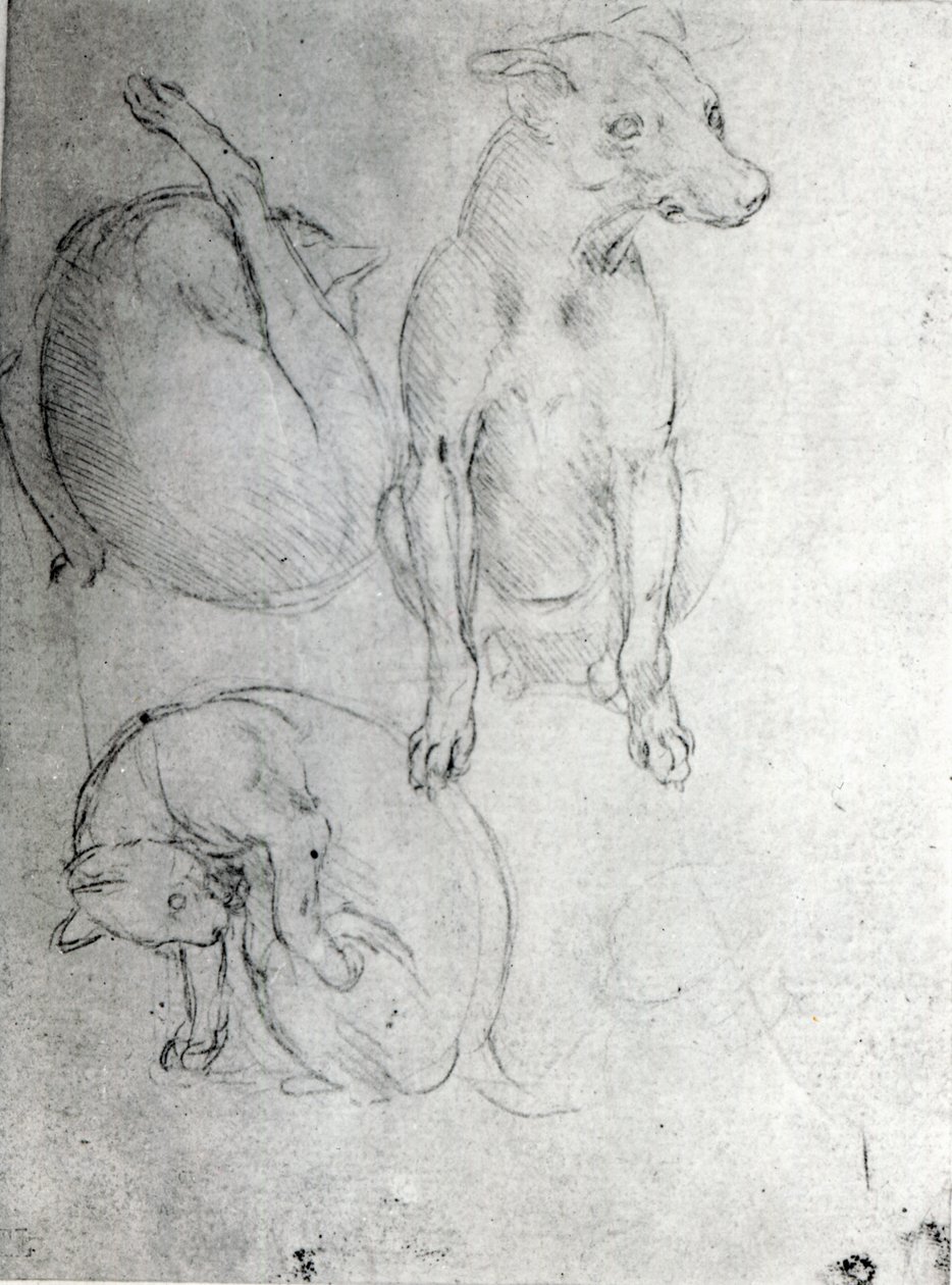 Studie eines Hundes und einer Katze, ca. 1480 von Leonardo da Vinci