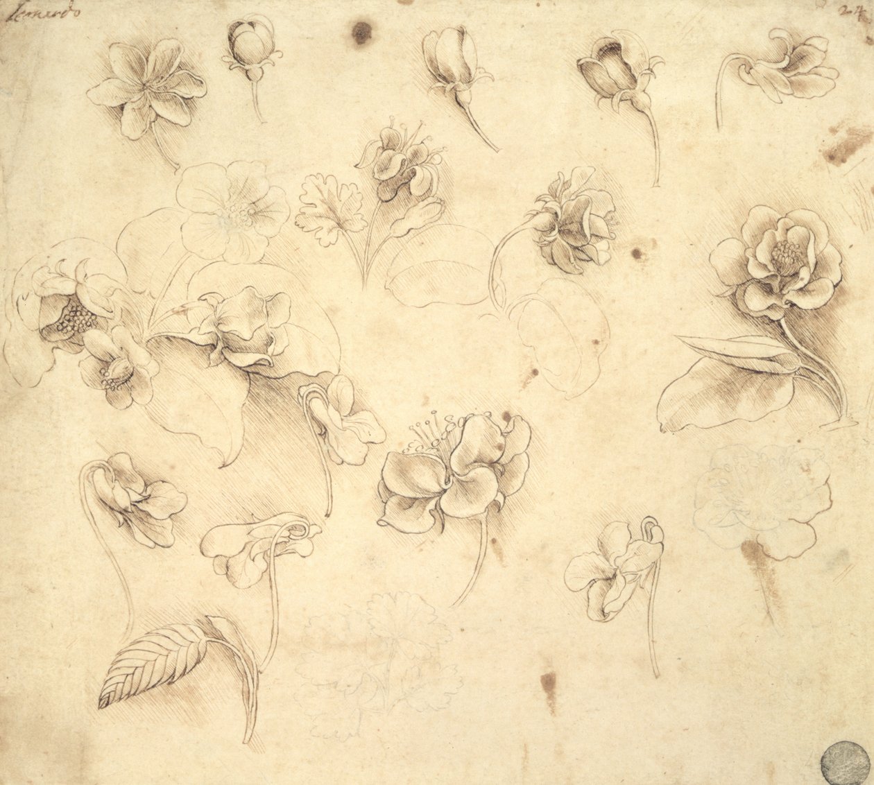 Studie der Blüten von grasartigen Pflanzen (Briza Maxima) ca. 1481-83 von Leonardo da Vinci