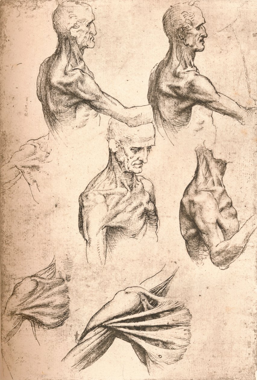 Anatomische Zeichnung, um 1472-um 1519, 1883 von Leonardo da Vinci