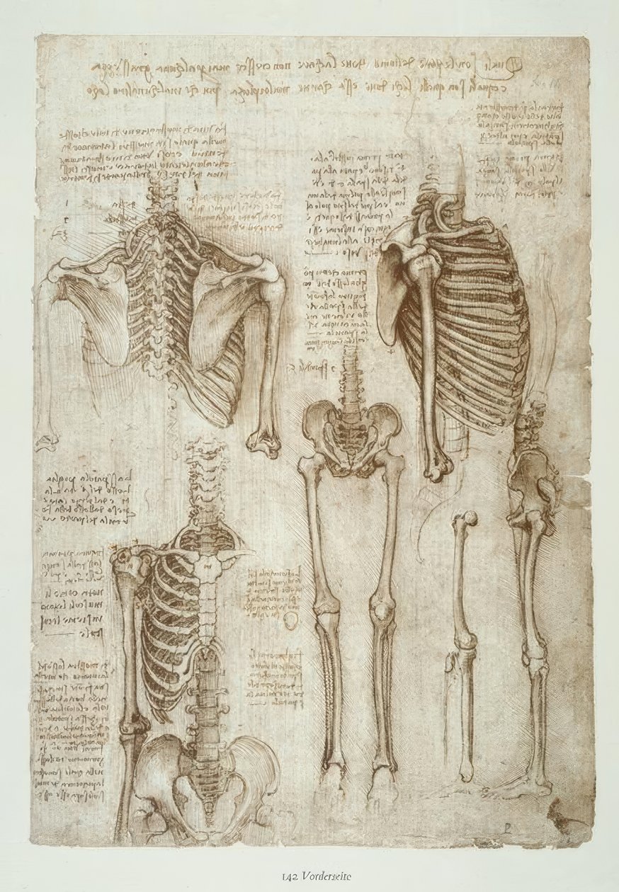 Anatomiestudien von Leonardo da Vinci