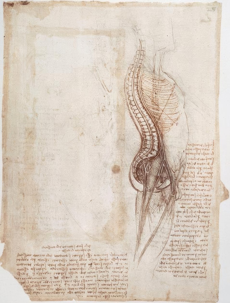 Anatomiestudien: Wirbelsäule von Leonardo da Vinci