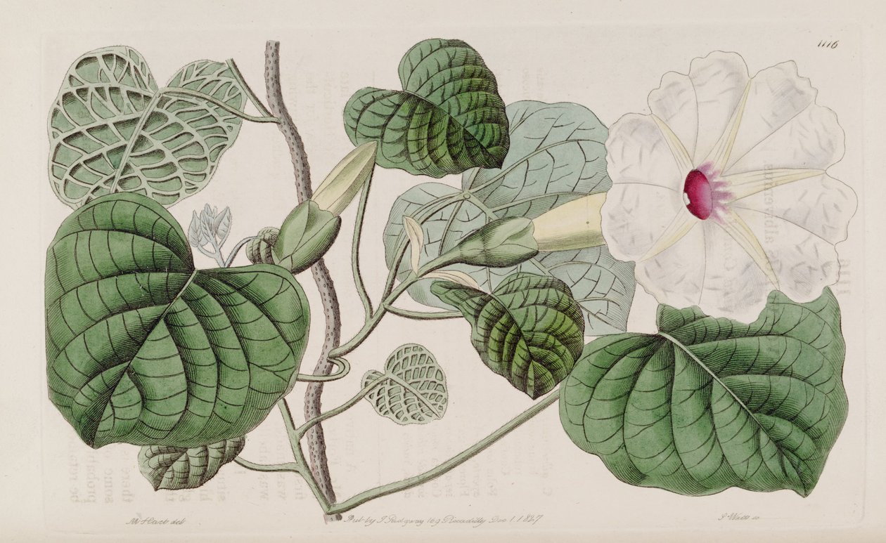 Ipomoea albivenia von John Lindley