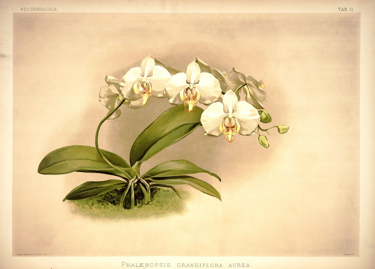 Phalaenopsis amabilis von London H. Sotheran and Co.