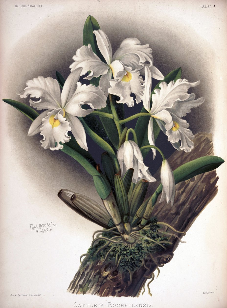 Cattleya warscewiczii als syn: Cattleya warscewiczii f. rochellensis von London H. Sotheran and Co.