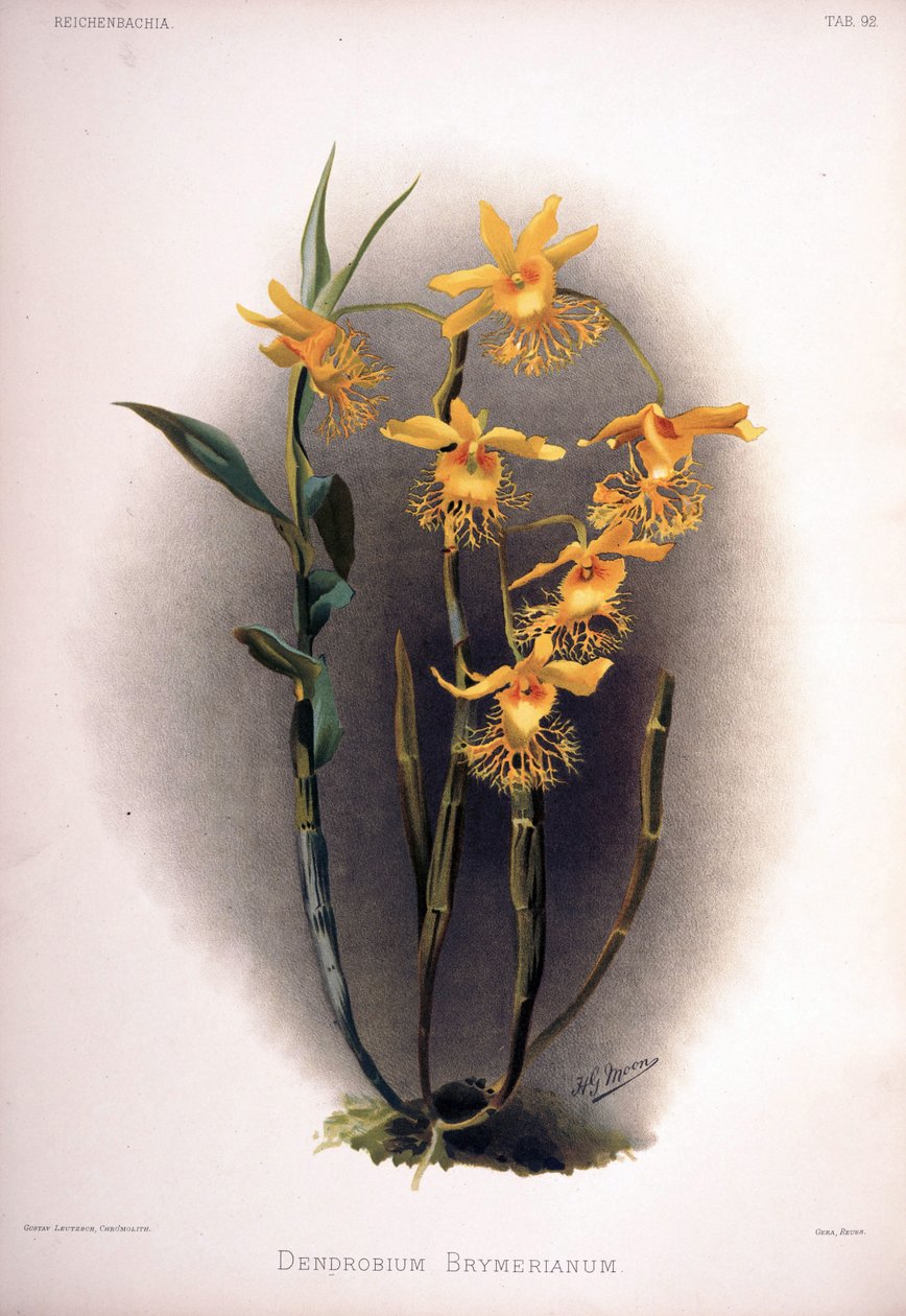 Dendrobium brymerianum von London H. Sotheran and Co.