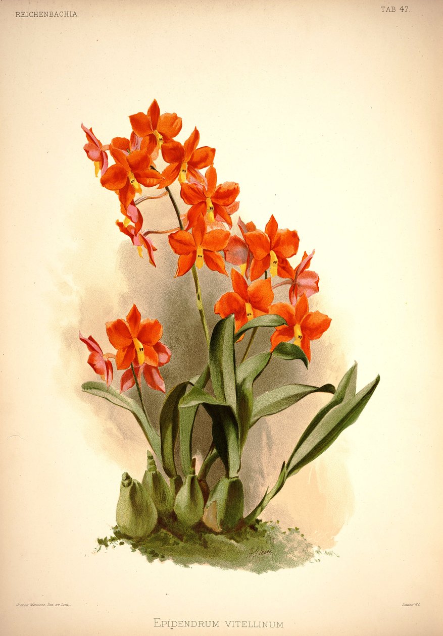 Prosthechea vitellina von London H. Sotheran and Co.