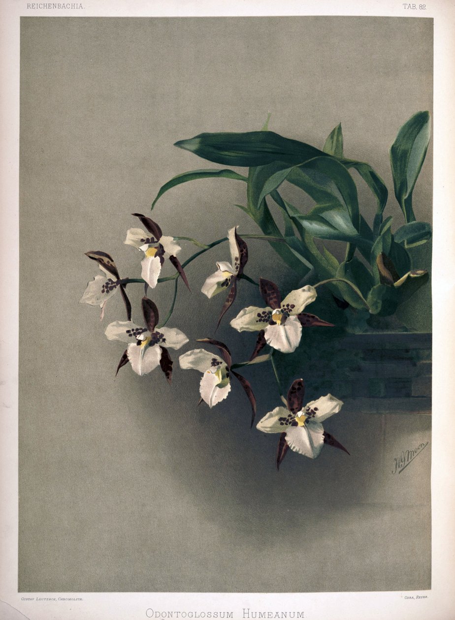 Rhynchostele × humeana als syn: Odontoglossum × humeanum von London H. Sotheran and Co.
