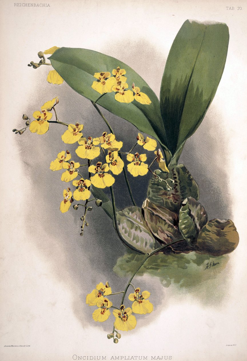 Rossioglossum ampliatum als syn.: Oncidium ampliatum var. majus von London H. Sotheran and Co.