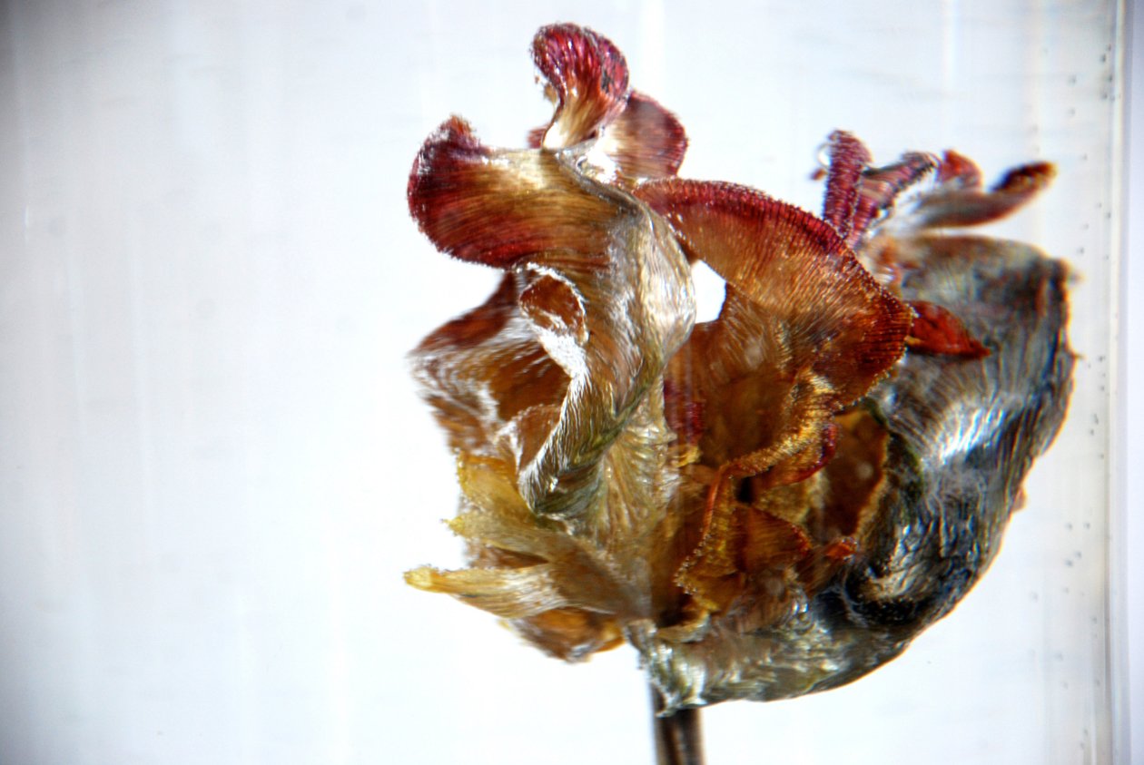 Wassertulpe 4, 2013, Fotografie von Lou Gibbs