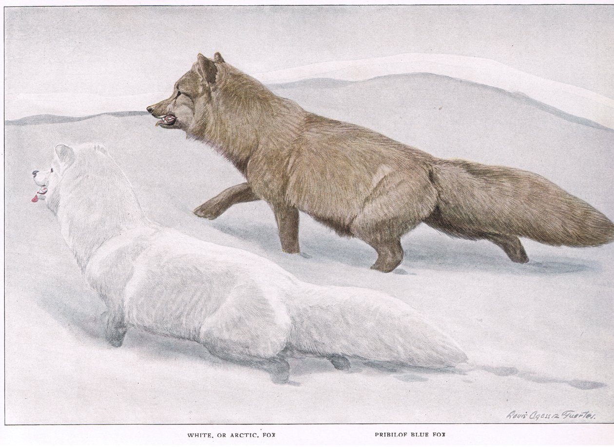Arktischer Fuchs von Louis Agassiz Fuertes