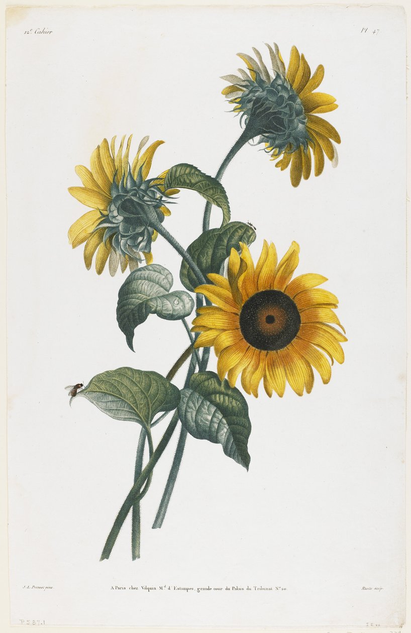 Studie von Sonnenblumen, 1805 von Louis Charles Ruotte