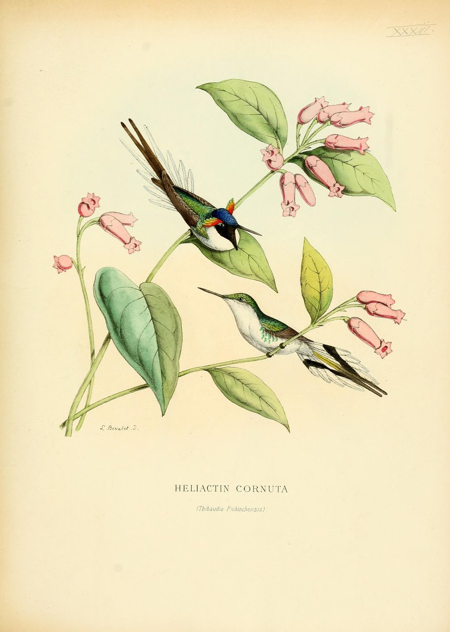 Heliactin cornuta von Louis Victor Bevalet
