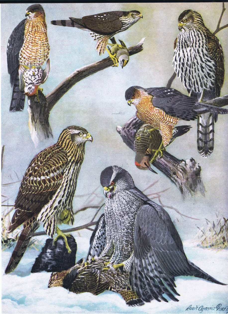 Schmalschwingenbussard, Cooper