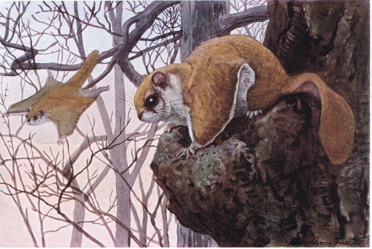 Südlicher Flughörnchen hat Gleitmembranen von Louis Agassiz Fuertes