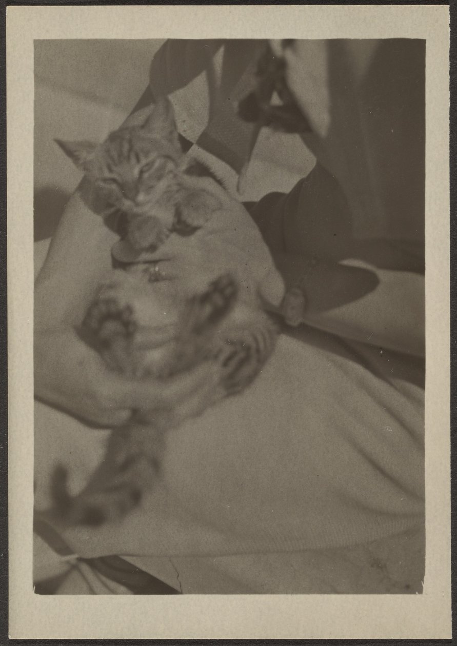 Katze von Louis Fleckenstein