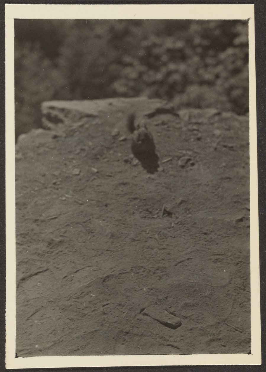 Streifenhörnchen auf dem Pfad von Louis Fleckenstein