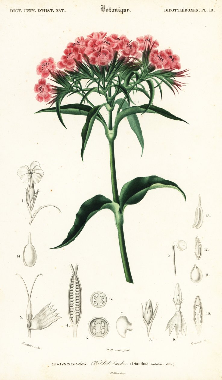 Bartnelke, Dianthus barbatus von Louis Joseph Edouard Maubert