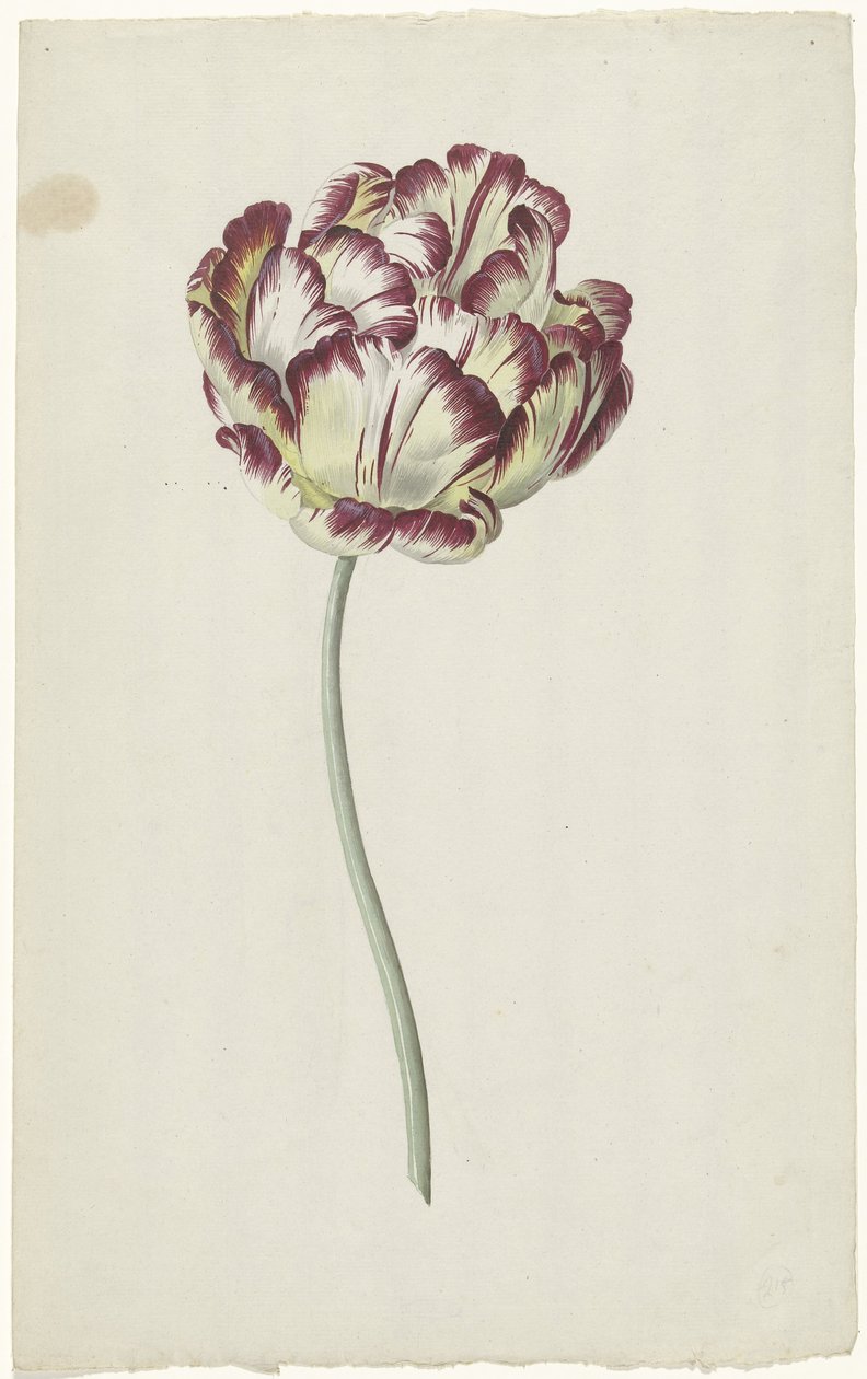 Tulpe von Louis Moritz