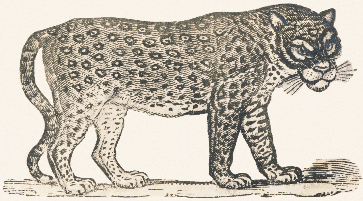 Tiger von Louis Simon (1810 1870) Lassalle
