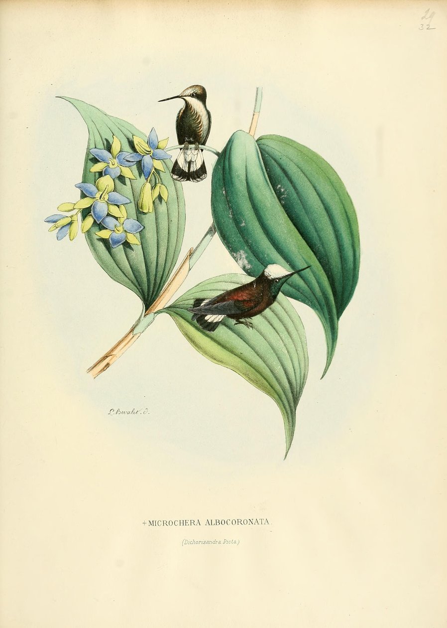 Microchera albocoronata von Louis Victor Bevalet