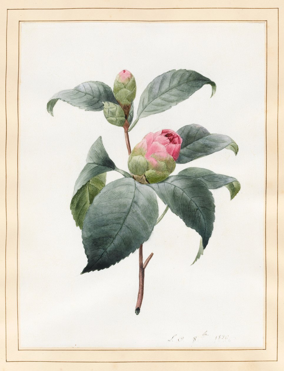 Kamelie, 1826 von Louise DOrleans