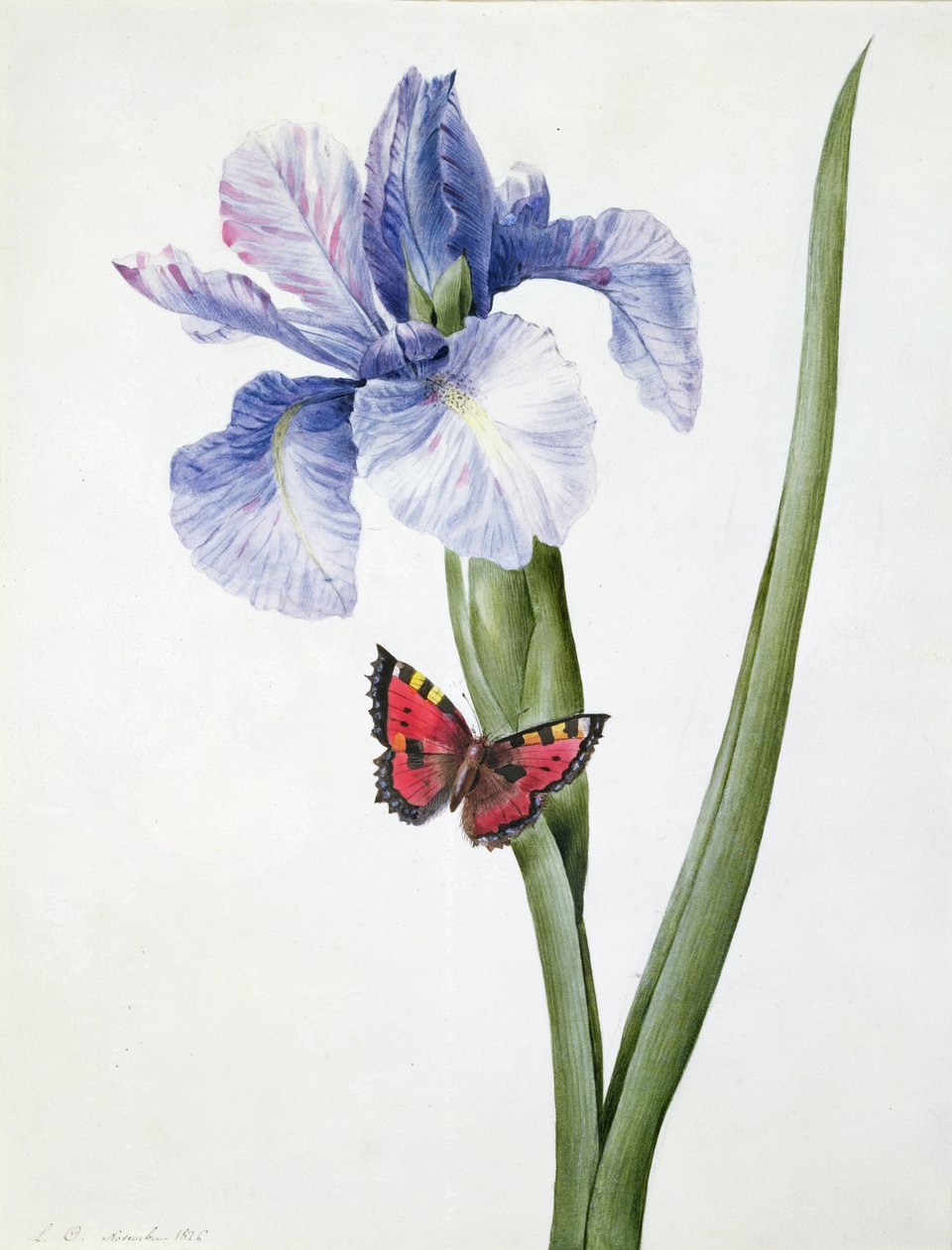 f.10 Blaue Iris mit Schmetterling (Spuria), 1826 von Louise DOrleans