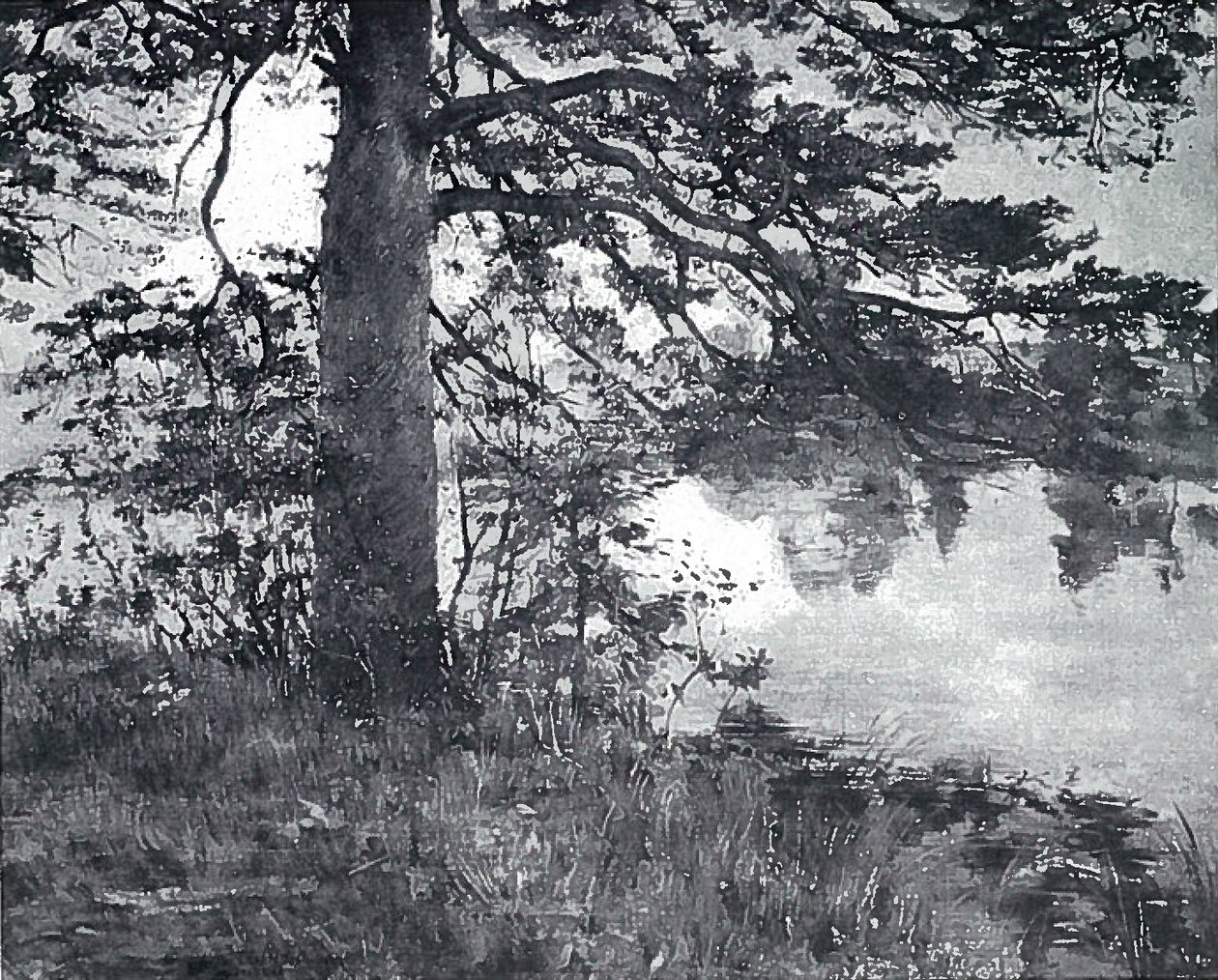 Kiefer am Wasser von Lovis Corinth