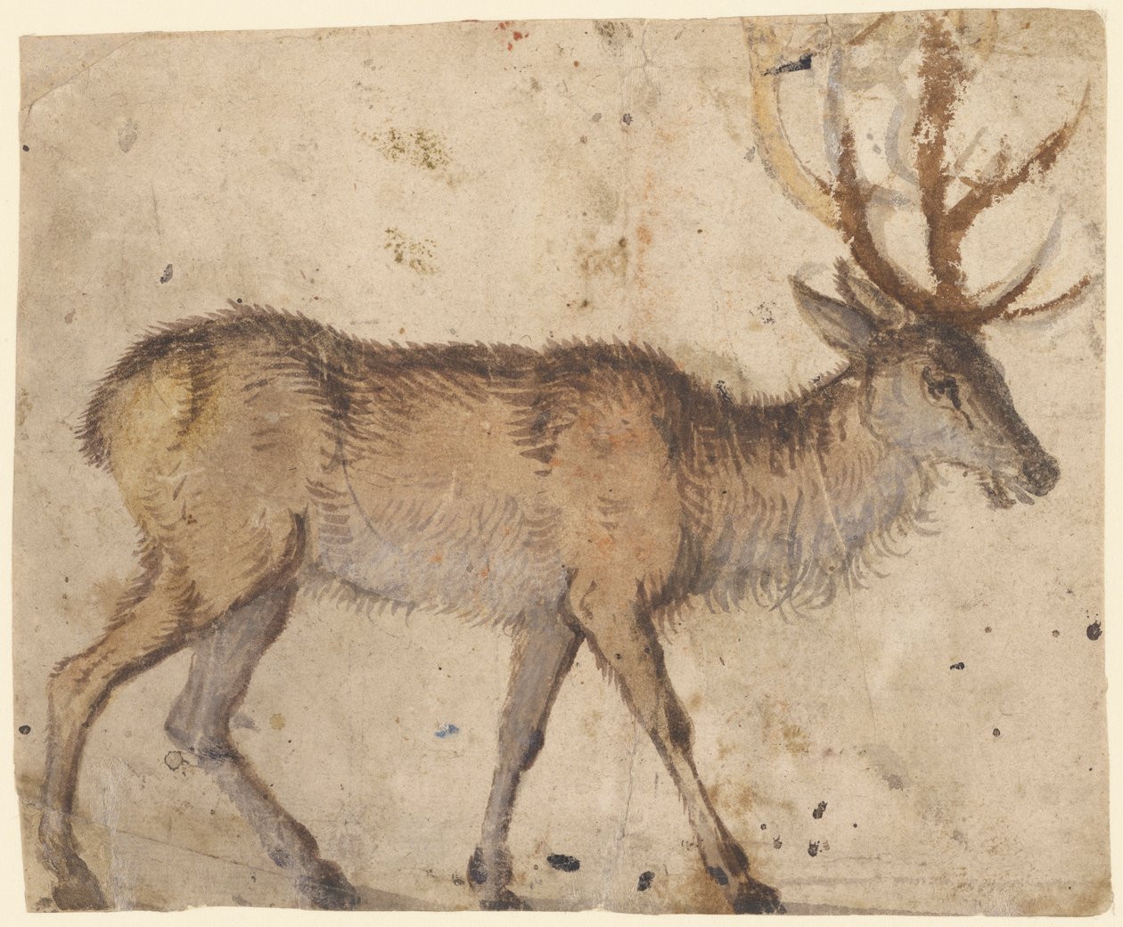 Studie eines Hirsches von Lucas Cranach the Elder