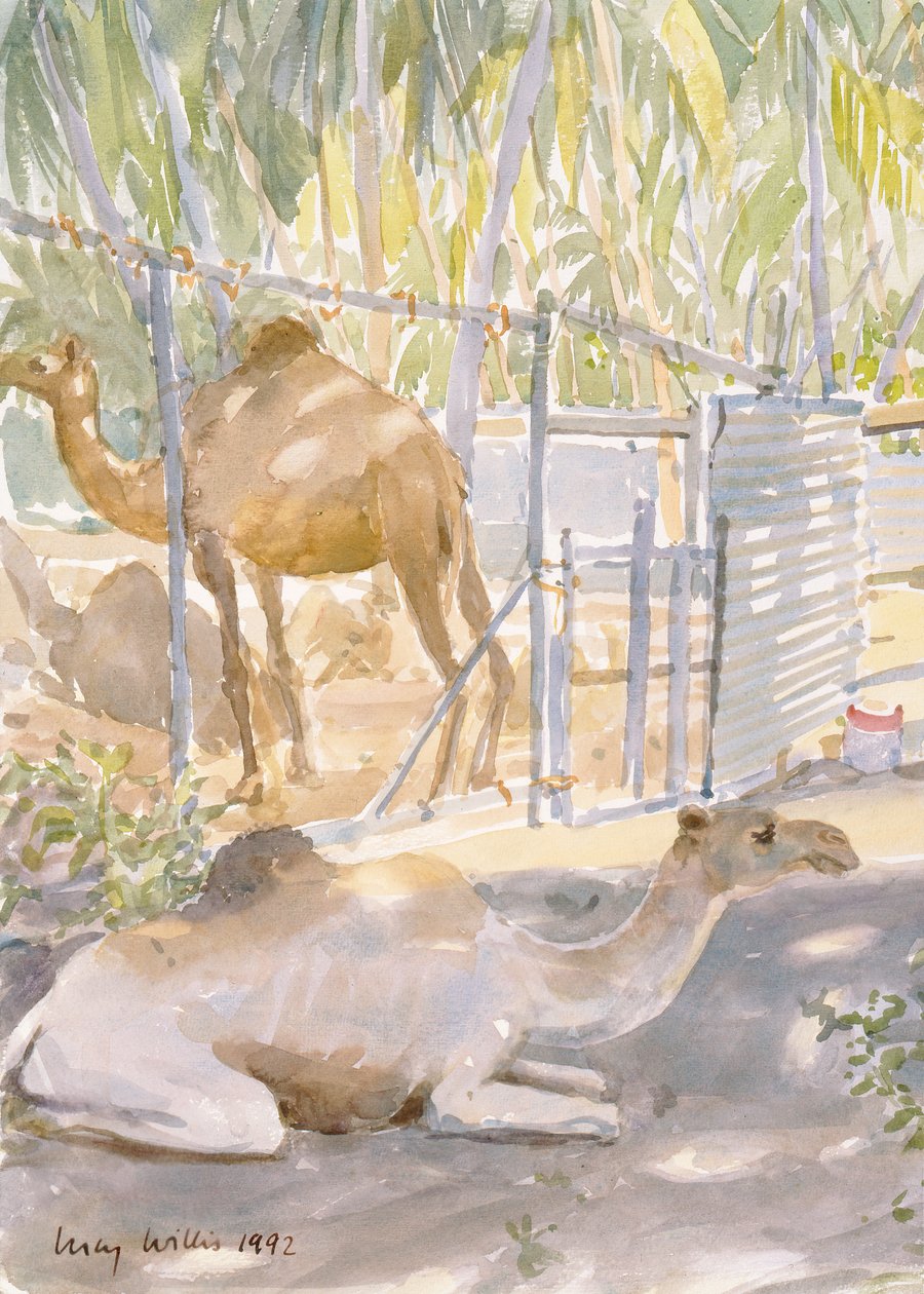 Kamele in Ruhe, Salala (Oman) 1992 von Lucy Willis