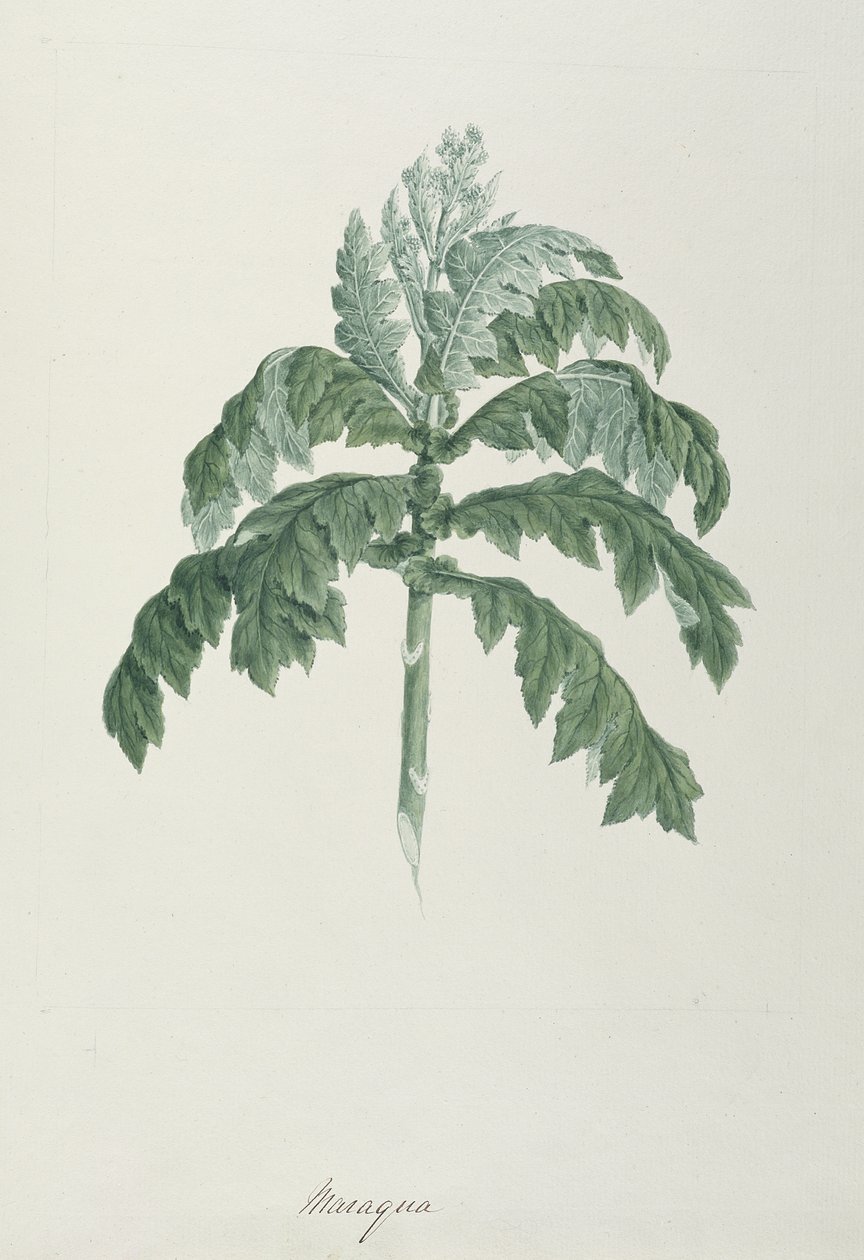 Maraqua, Illustration aus 