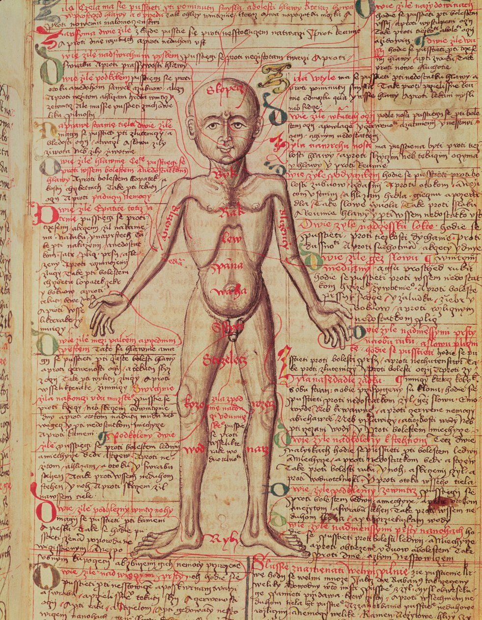 Anatomie des menschlichen Körpers, aus 